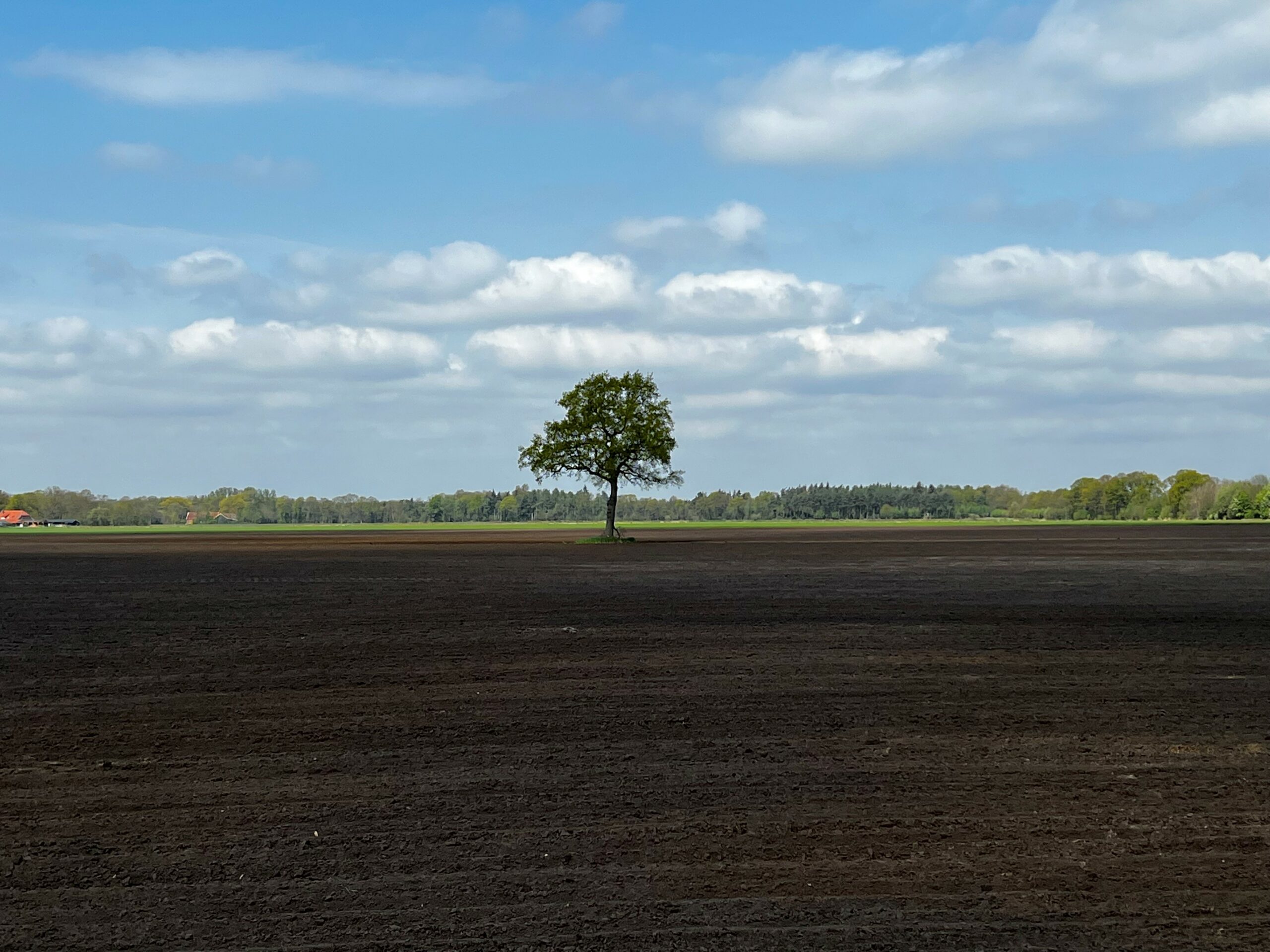 Boom, Drenthe, Netherlands